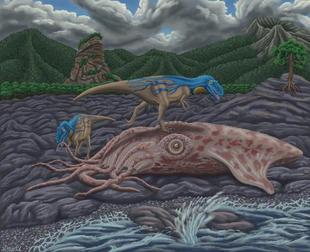 nanaimoteuthis haggarti on a coast