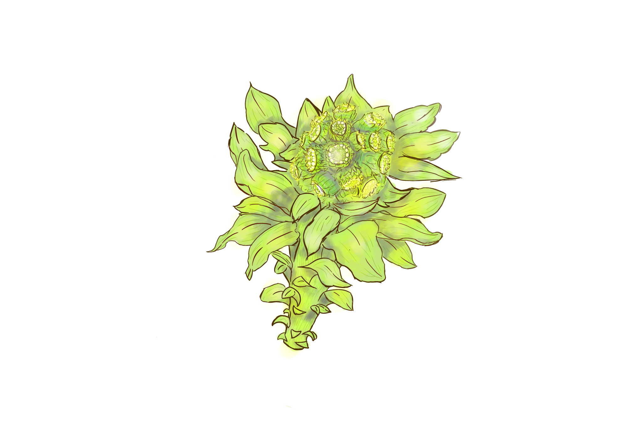 ふきのとう ibisPaint