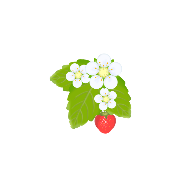 いちごの花