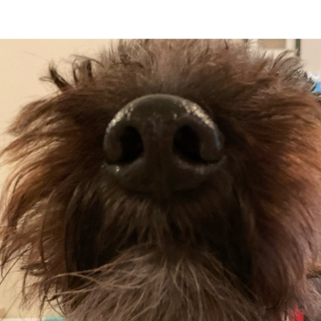 my dog will sniff you