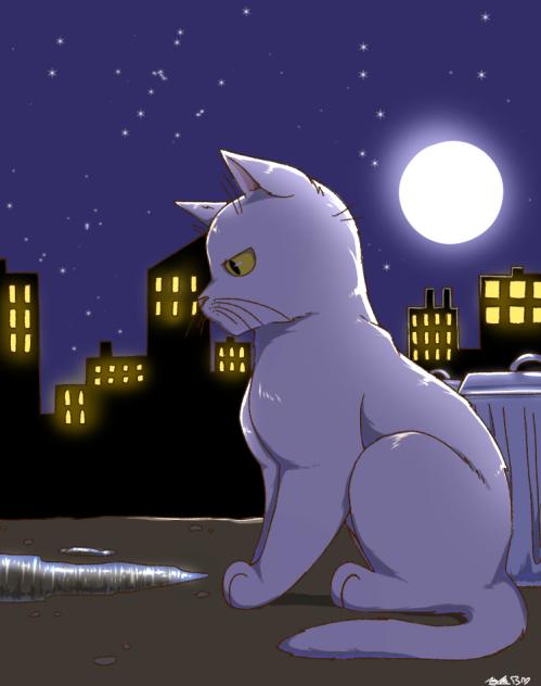 Cat at Night