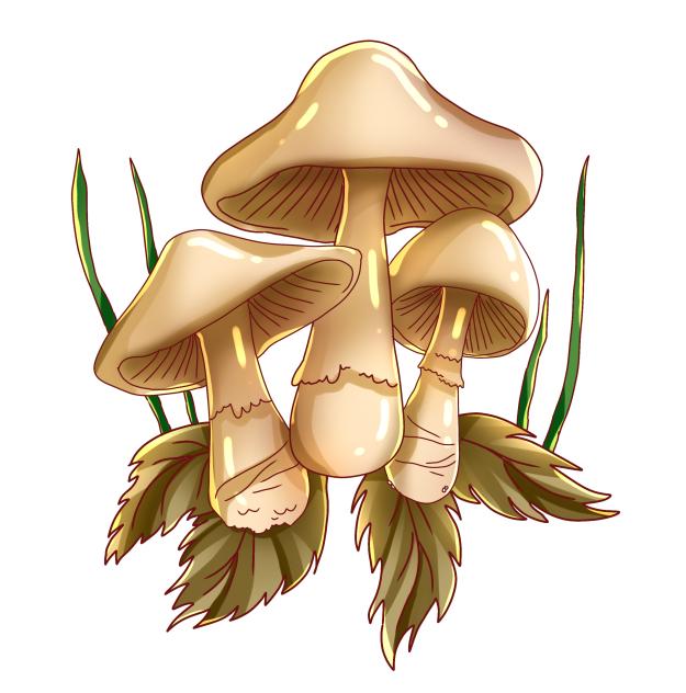 The Mushroom 3