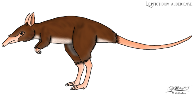 Leptictidium auderiense