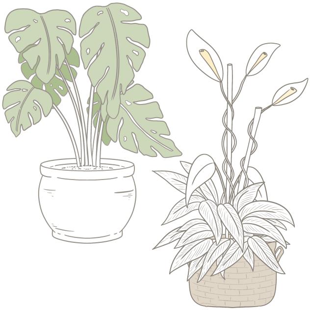 Tall Indoor Plant II