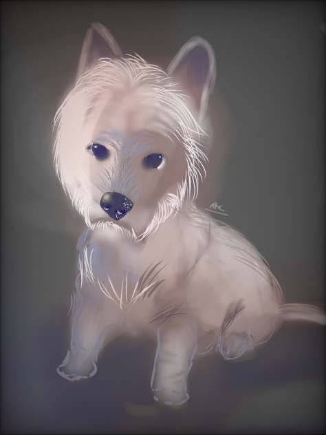 West Terrier