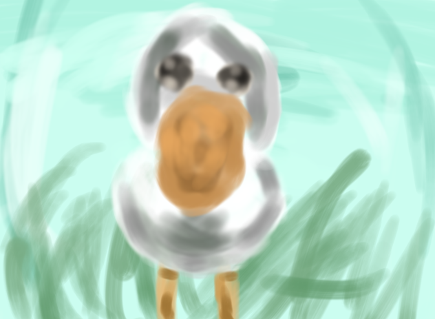 Duck