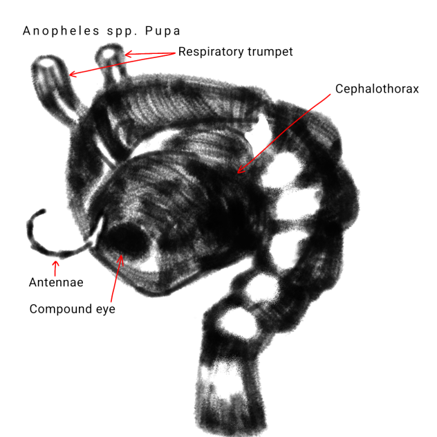 Anopheles spp. pupae