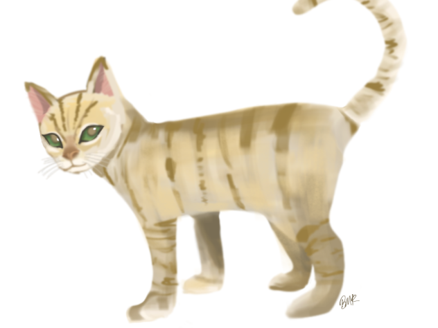 Cat ^^