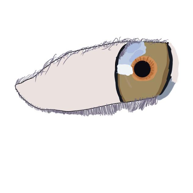 Eyes GOOD THIS TIME
