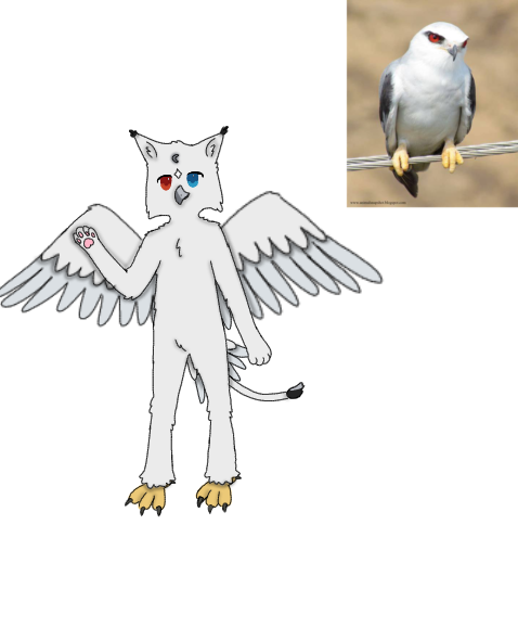 #Cat #Lion #Snowy Owl #Kite (Bird)