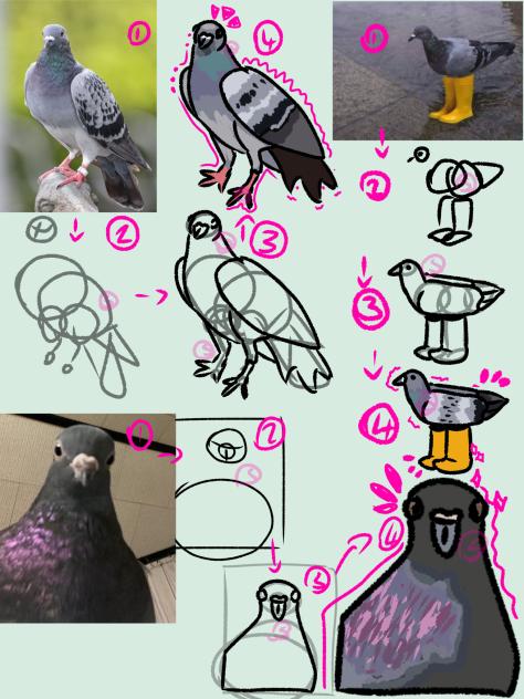 pigeon