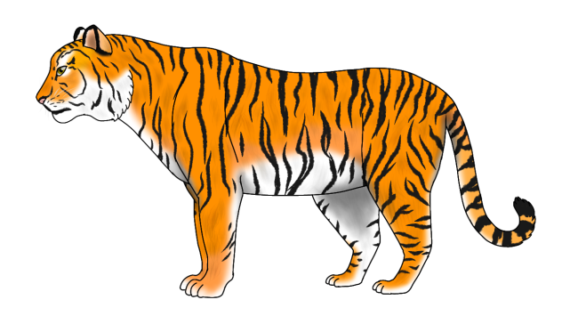 Indonesian Tiger