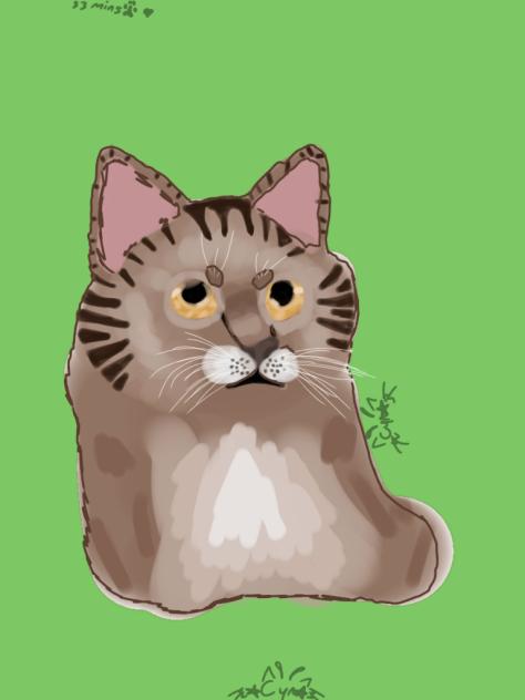 Brown tabby cat !!