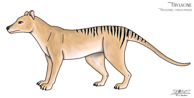 Thylacine (2023)