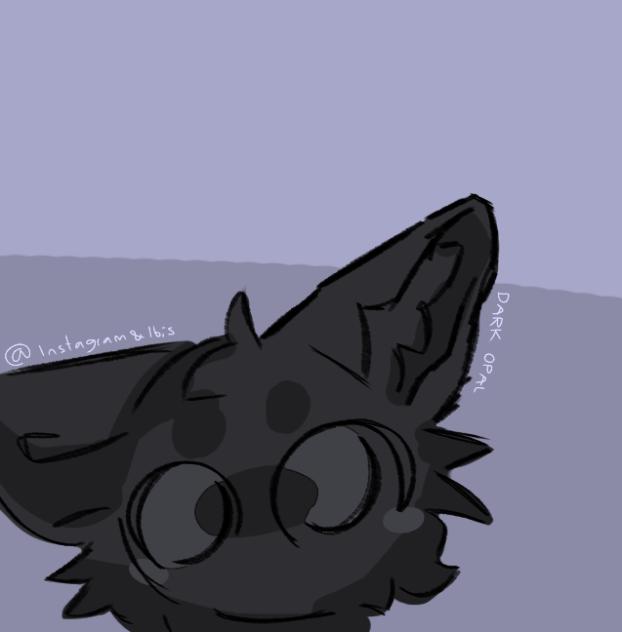 kitteh