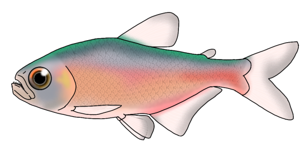 Moenkhausia iris render