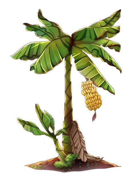 Banana tree