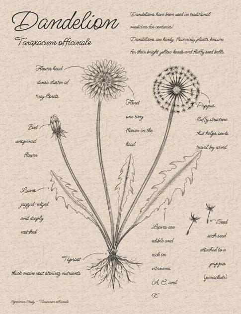 Botanical Study Page Dandelion