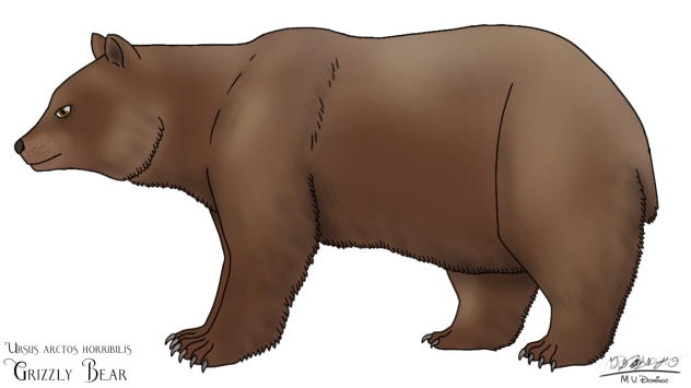 Grizzly Bear