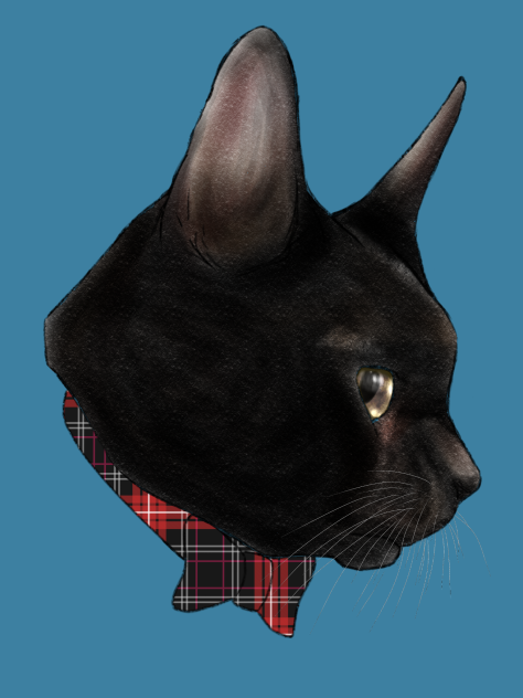 黒猫　black cat