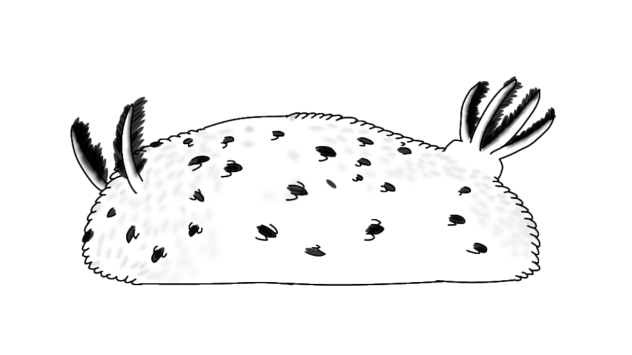 Sea Bunny2