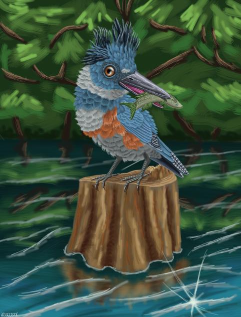 Belted Kingfisher (Megaceryle Alcyon)