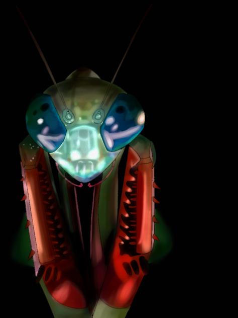 A mantis