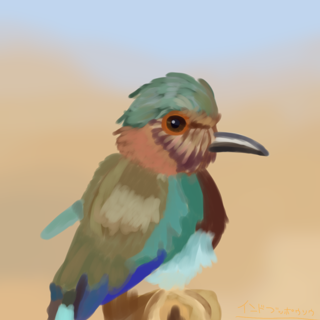 インドブッポウソウ