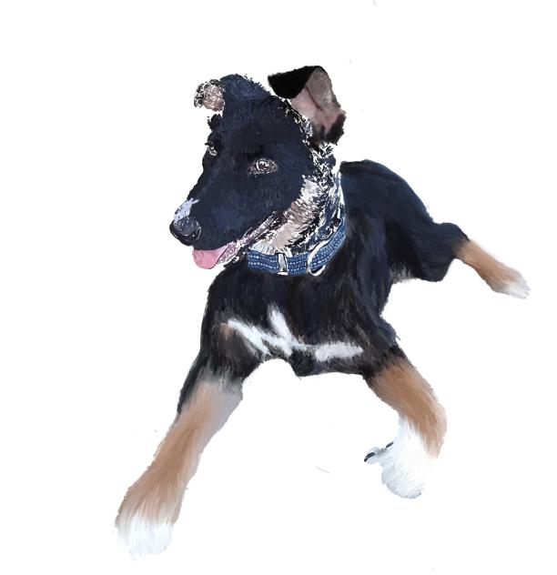 Ellie the dog