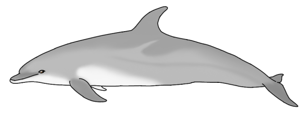 Indo-Pacific bottlenose dolphin