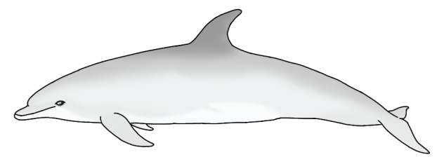 Marissa's Dolphin - Pepita
