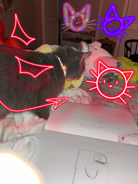 My cat