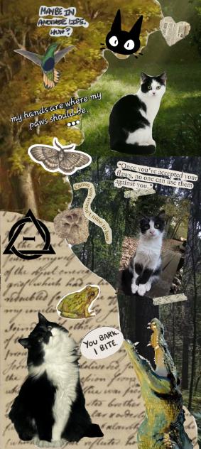 Black and white cat -- Wallpaper