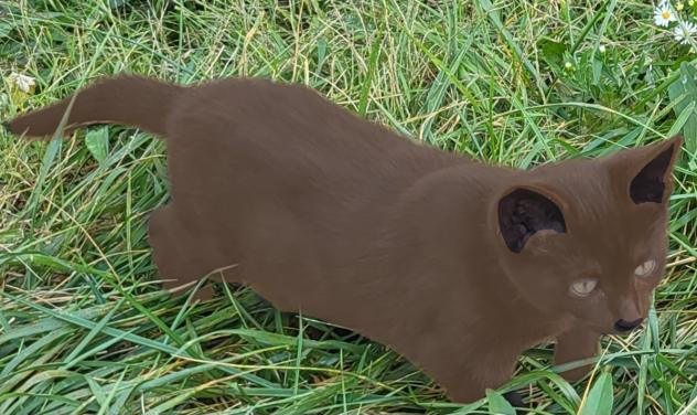 Spooky Beans the General