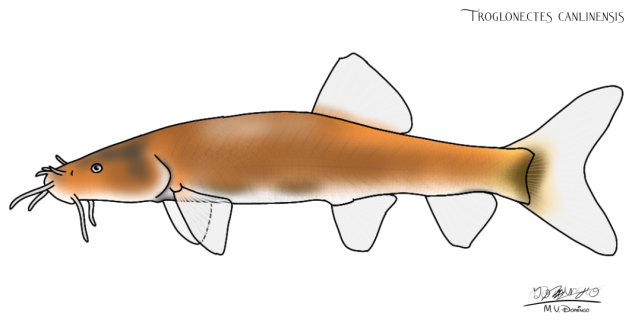 Troglonectes calinensis