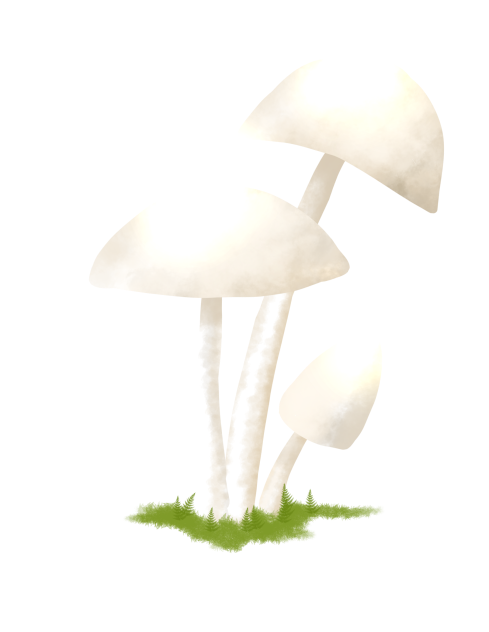 white mushroom