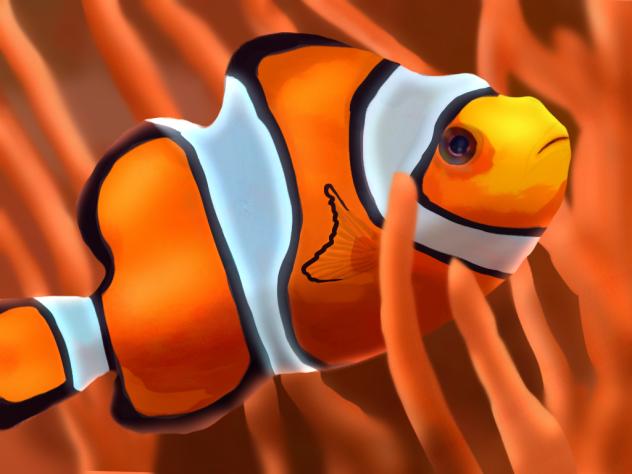 clown fish pt 2