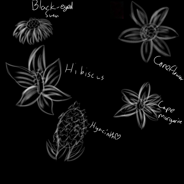 Flower sketches
