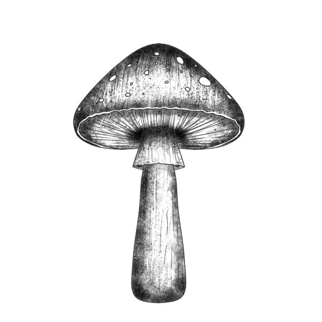 Mushroom2