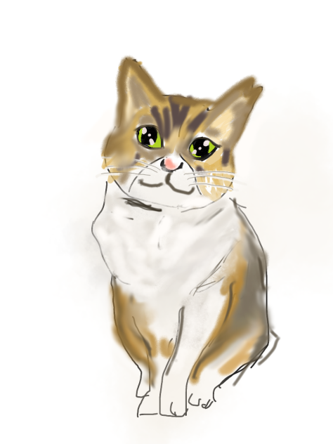 ズンちゃん　猫