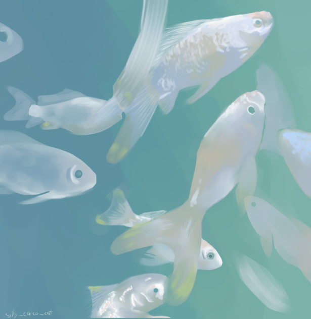 little-aquarium