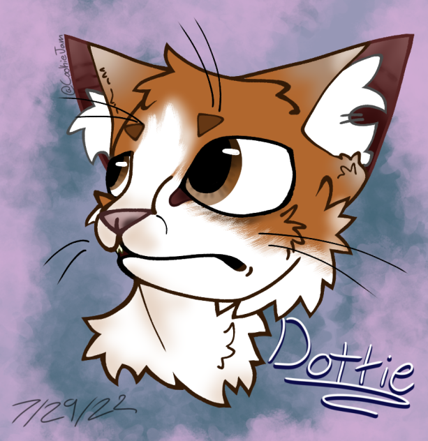 Dottie the chonk