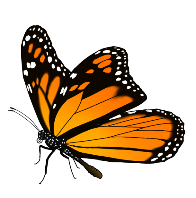 Monarch Butterfly