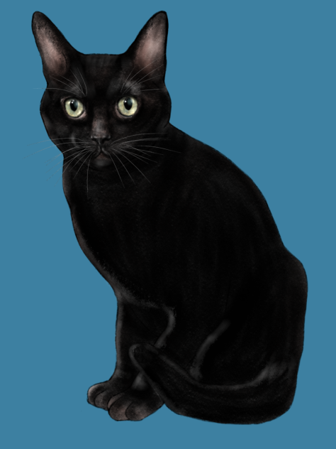 おすまし黒猫