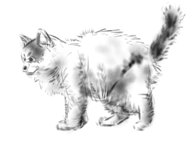 猫