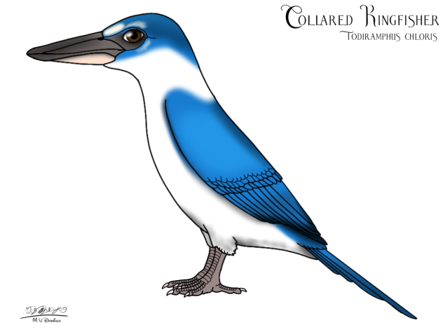Collared Kingfisher