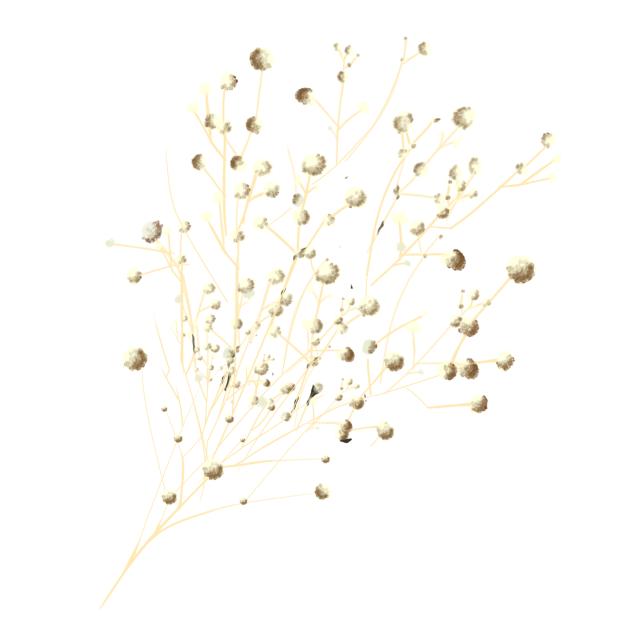 Gypsophila 1