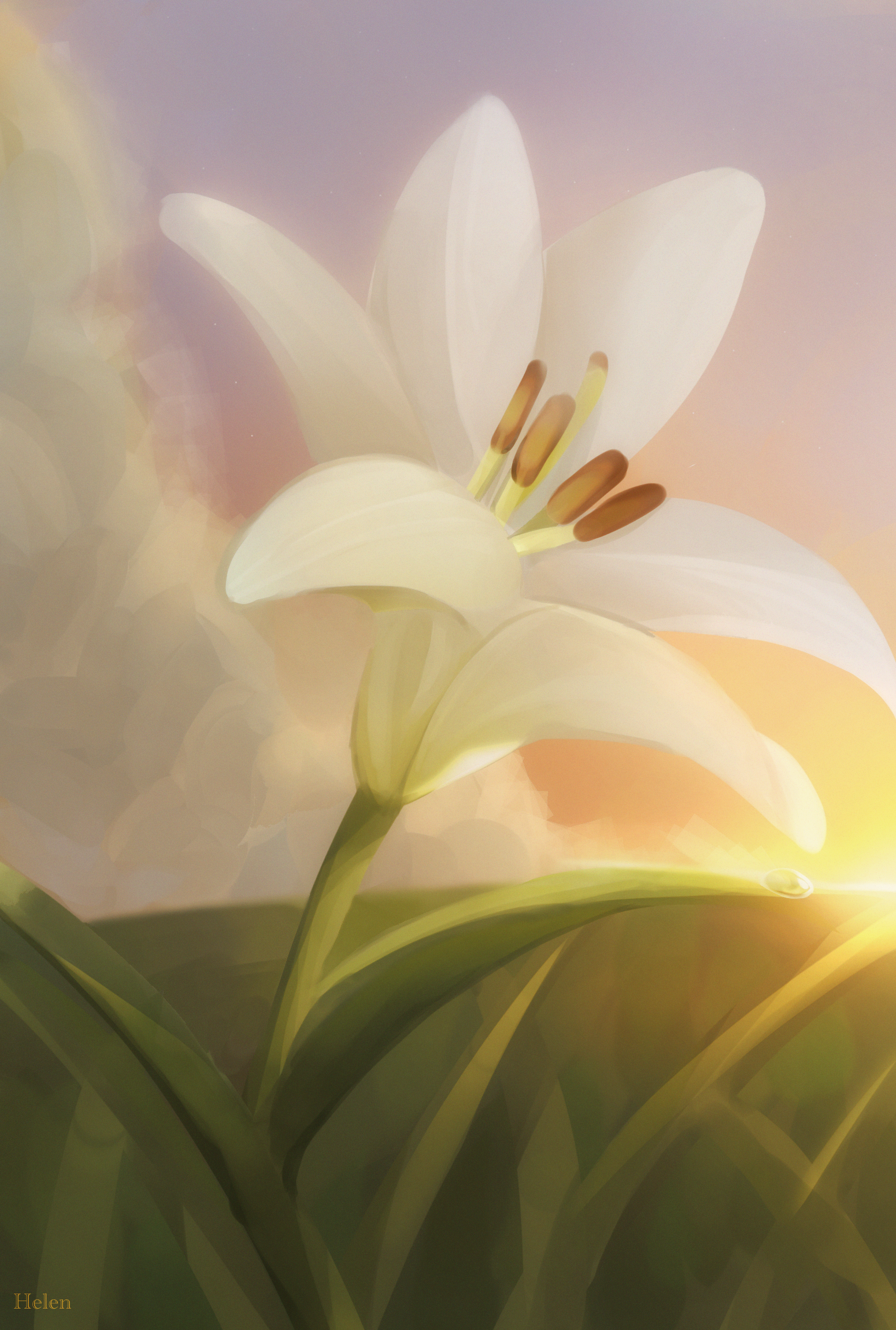Lily flower - ibisPaint