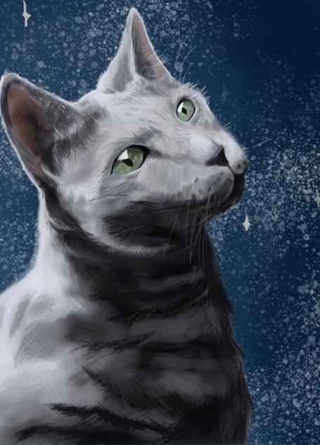 A gray cat
