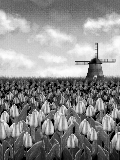 Tulip field (morning)